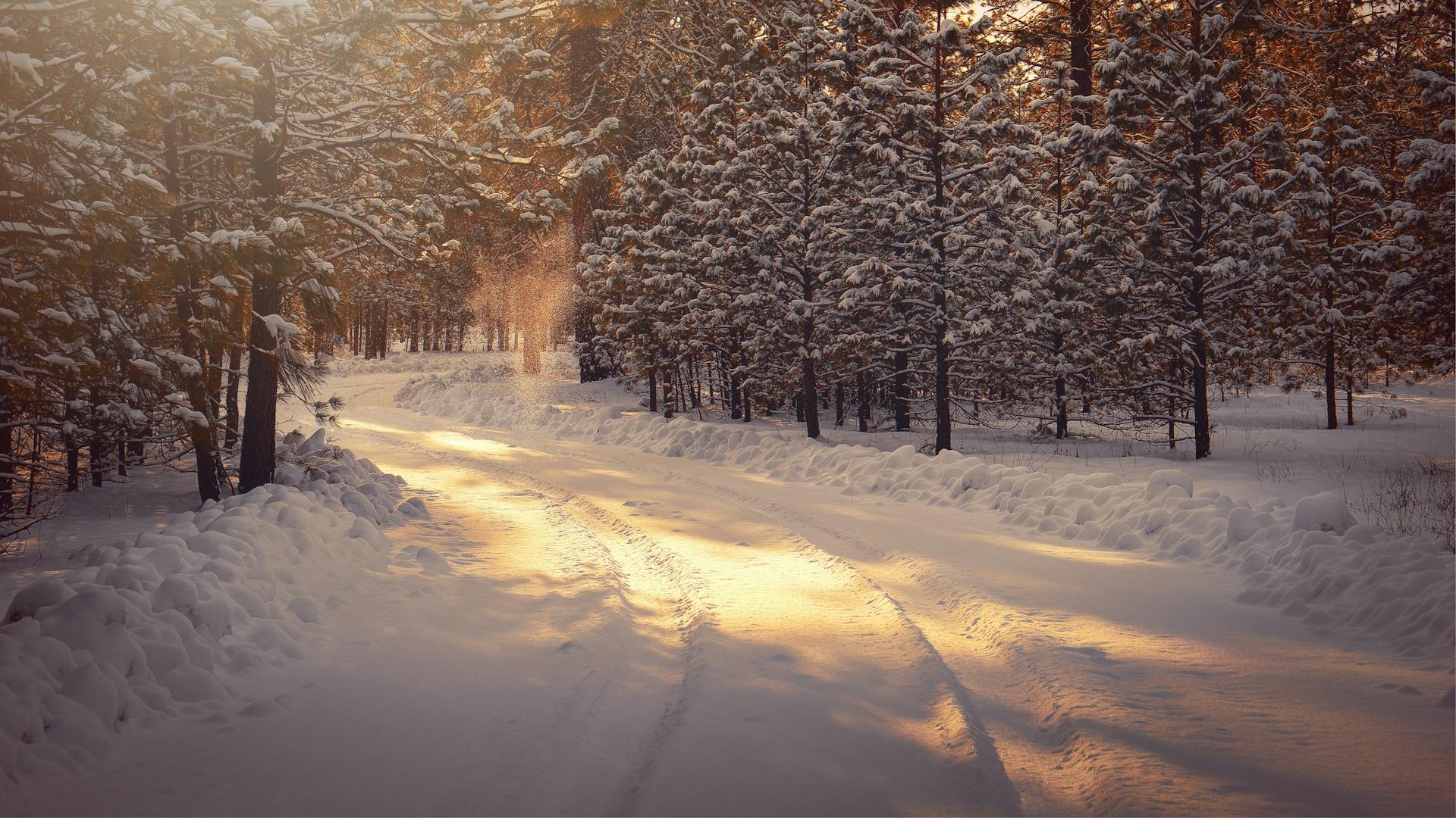 Winter, road, woods