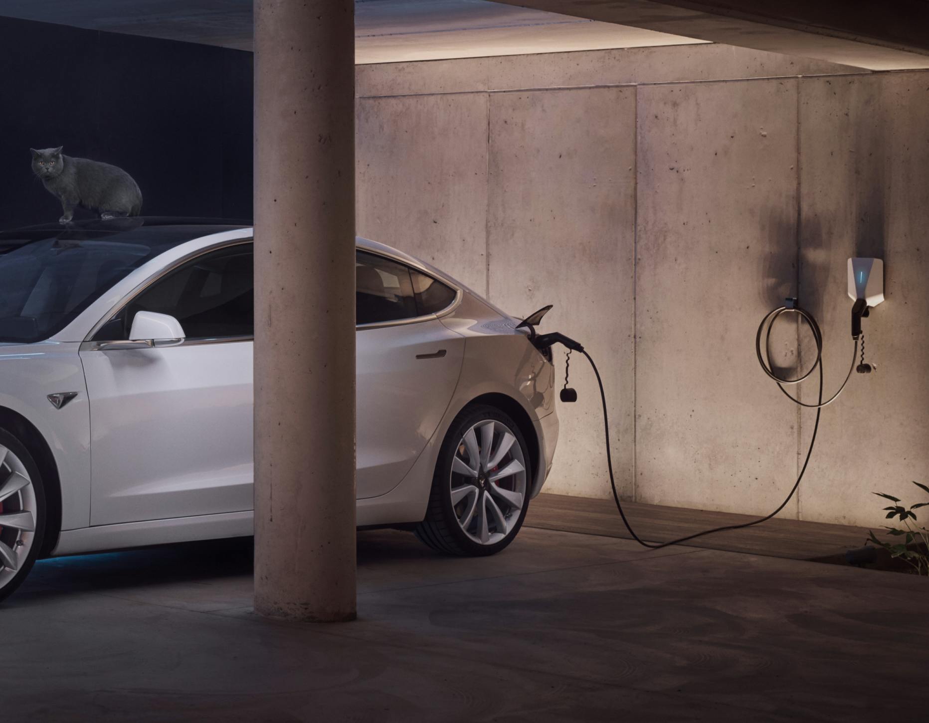 Branding - tesla and cat (cut)