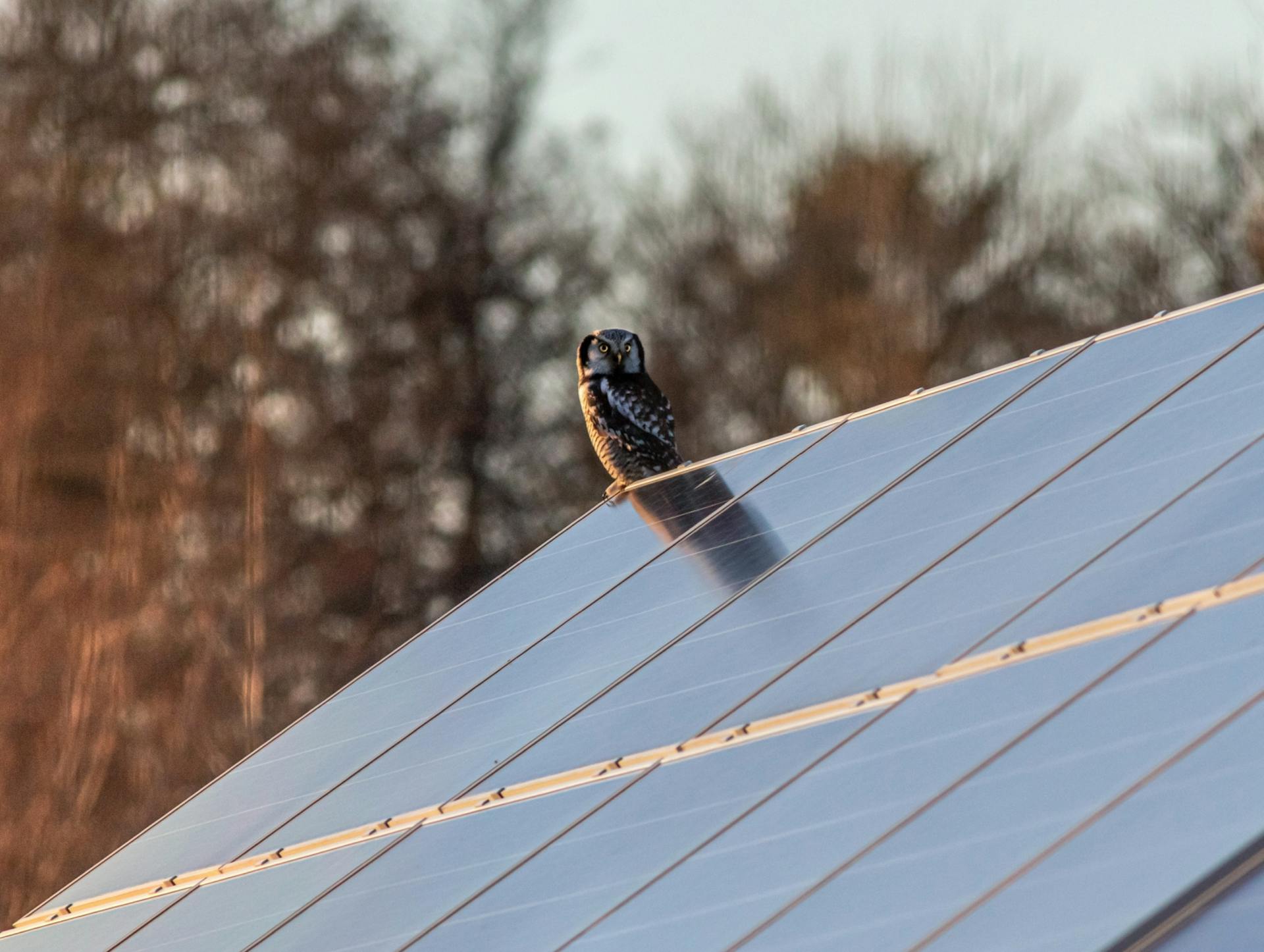solar-production owl-on-roof