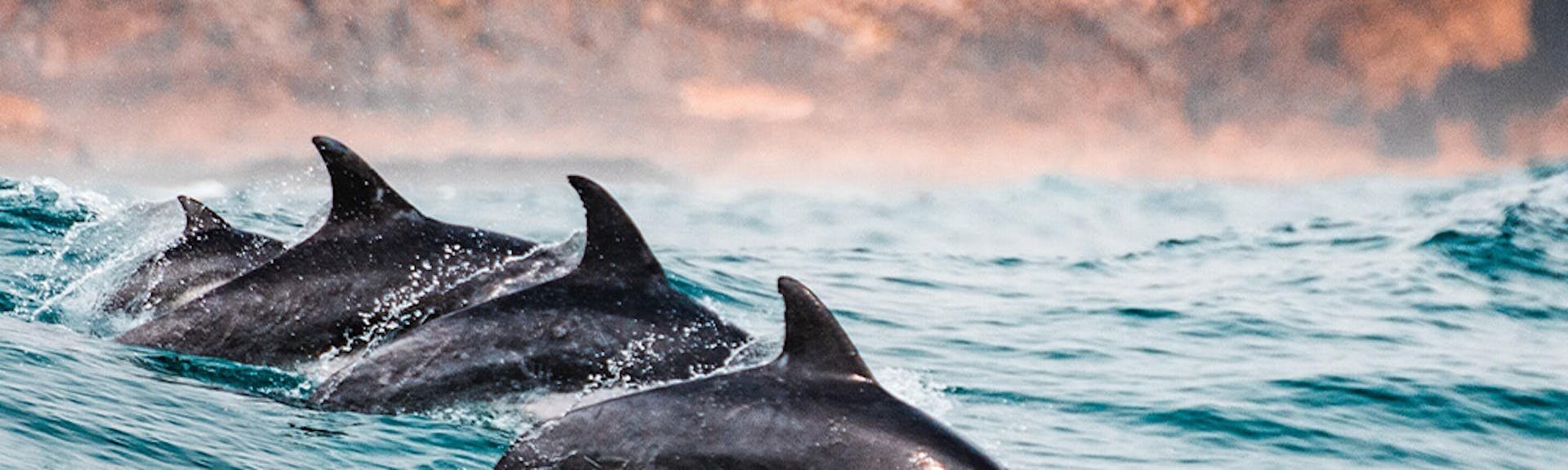 Sustainability - Dolphins Image