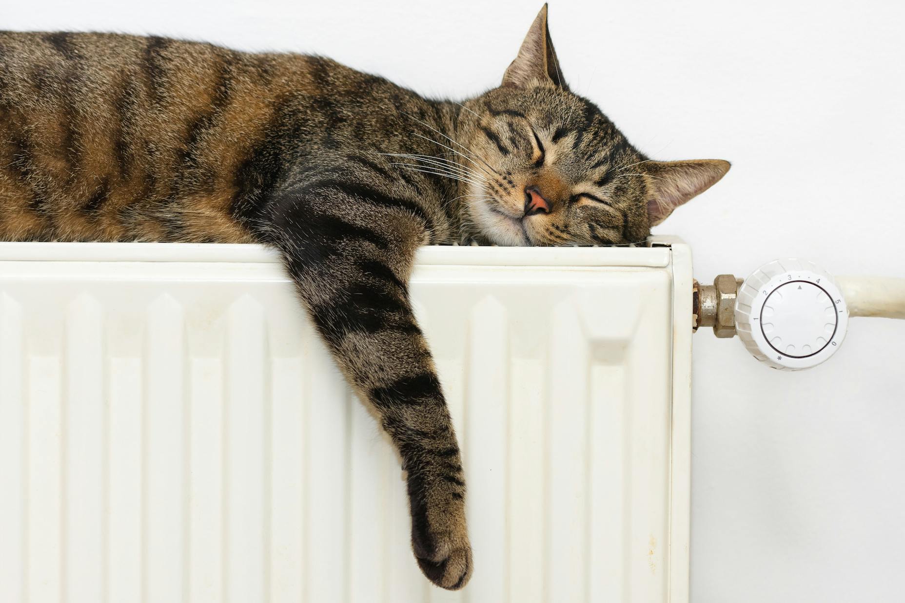 Gestreepte kat die op een witte verwarmingsradiator ligt te slapen